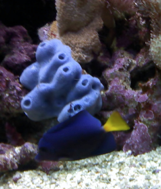  Haliclona carerulea (Blue Sponge)